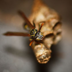 macro photography