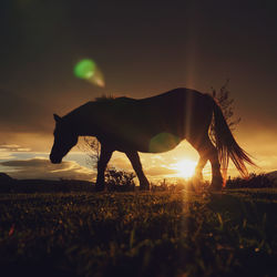 Horse silhouette and sunset in the field, animal themes