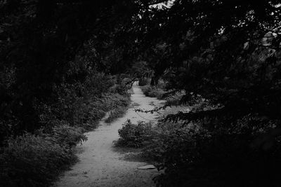 Trees in forest