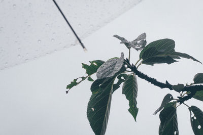 Close-up of bird perching on branch