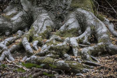 Full frame shot of moss on rock