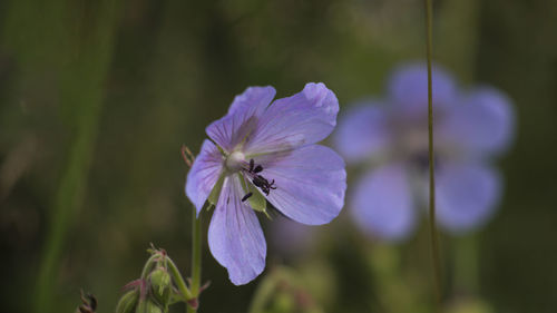 Close-up of purple flowering plant