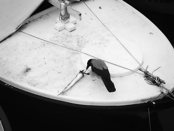 High angle view of bird perching on table
