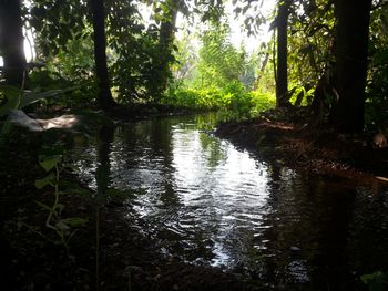 Reflection of trees in water