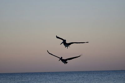 Bird flying over sea against sky