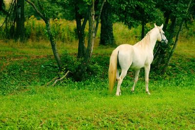 Horse standing in a field