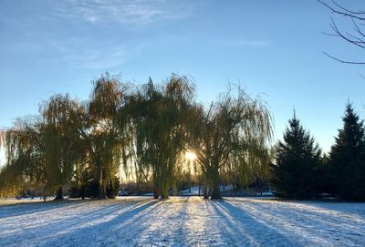 Trees against sky during winter