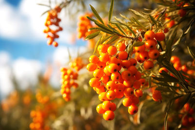 Close-up of red flowering plant