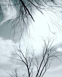 Low angle view of silhouette bare tree against sky