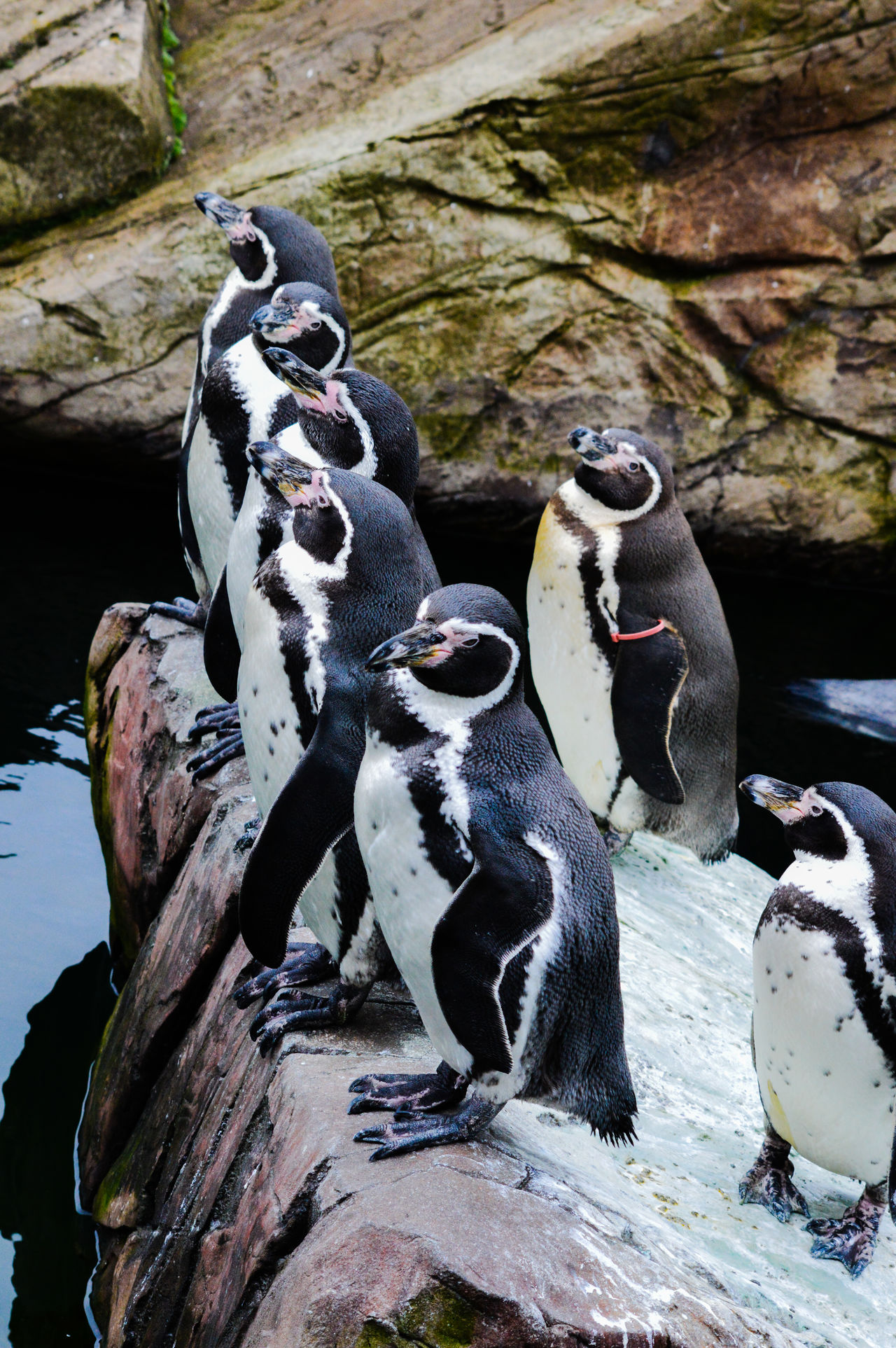 Penguins in a row