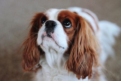 Close-up portrait of dog