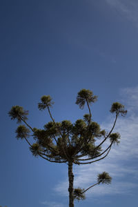 Low angle view of coconut palm tree against blue sky
