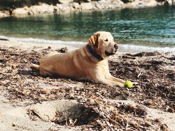 Dog relaxing on the beach