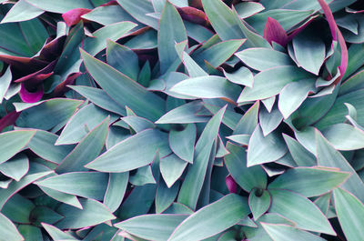 Green leaves background. use for wallpaper, backdrop or design element in natural concept. 