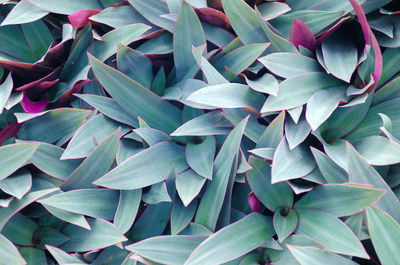 Full frame shot of succulent plant