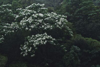 High angle view of trees in forest