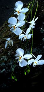 High angle view of white flowering plant floating on water