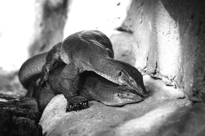 Close-up of turtle on rock