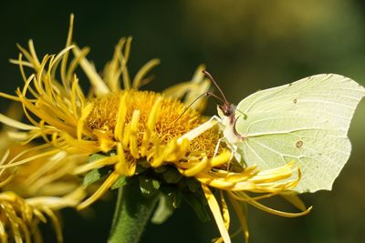 Close-up of butterfly pollinating on yellow flower