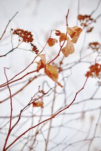 Low angle view of dry leaves on tree