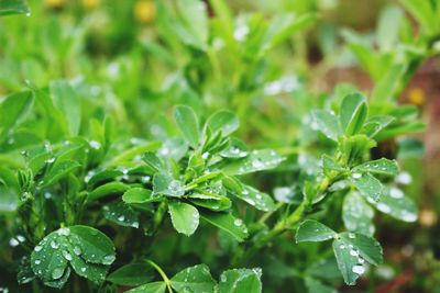 Close-up of raindrops on plants