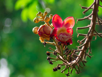 Close-up of red flowering plant