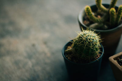 High angle view of potted plants