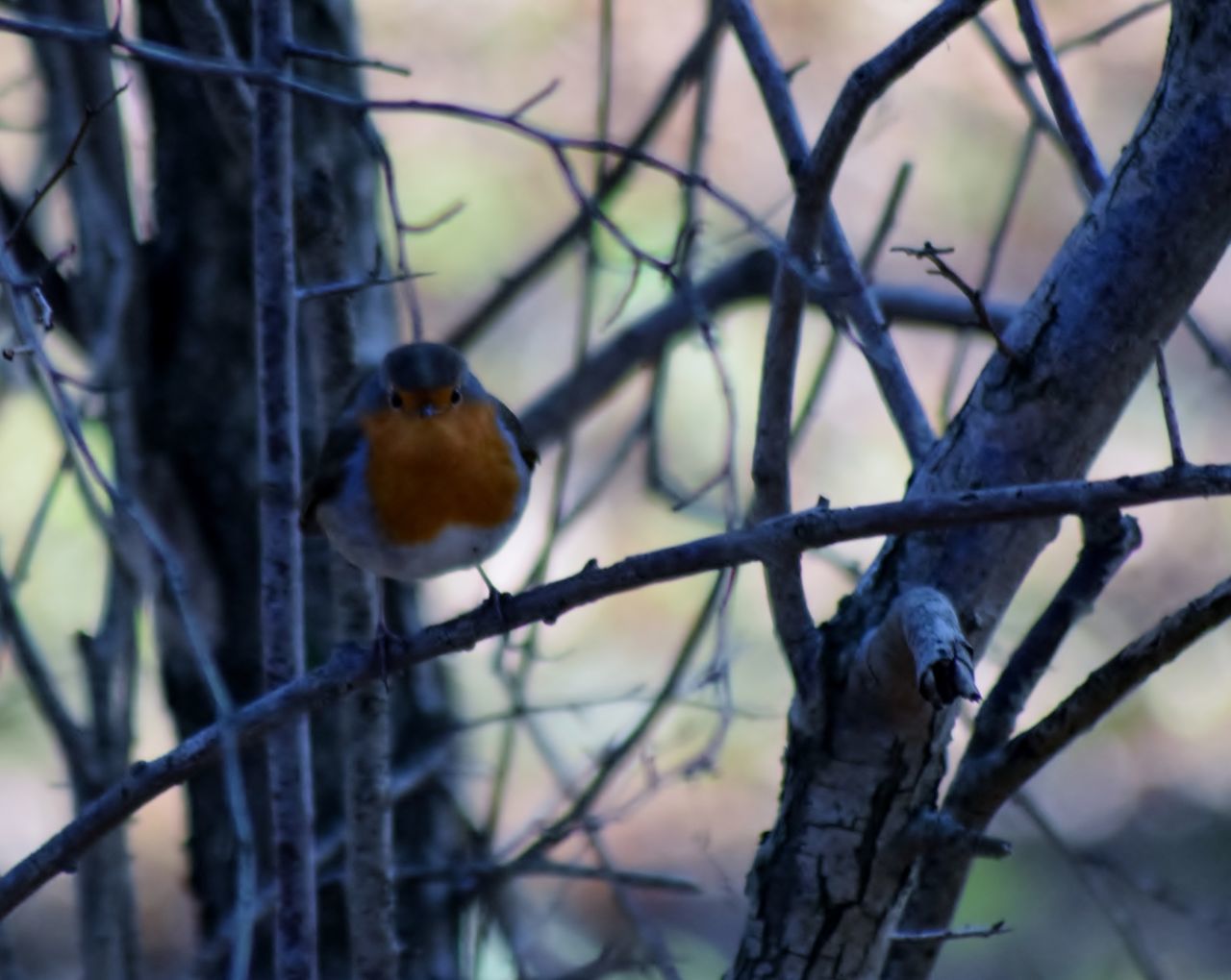 Red breasted thrush