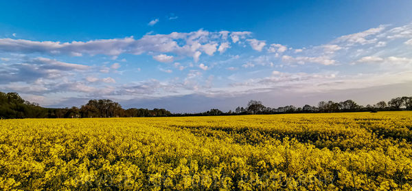 Scenic view of oilseed rape field against sky