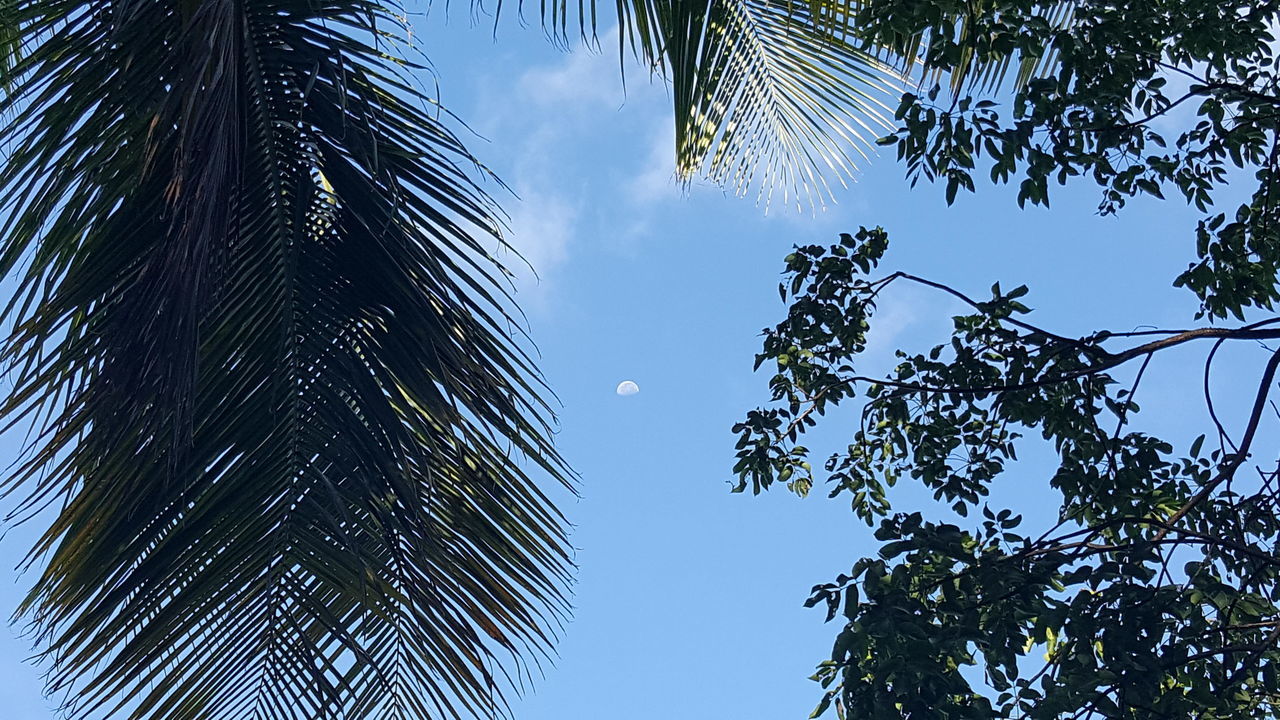 Daytime moon sky trees outdoors