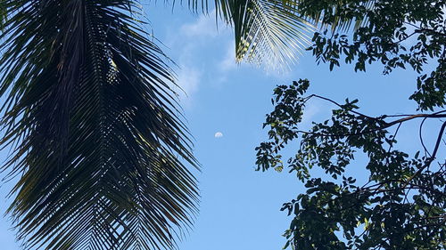 Low angle view of palm tree against blue sky