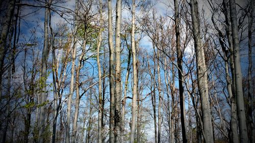 Low angle view of bare trees in forest