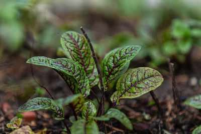 Close-up of green plant on land