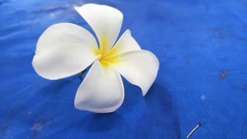 Close-up of white flower against blue sky