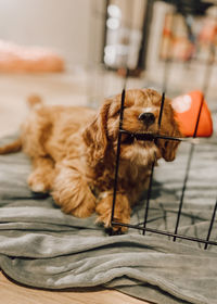 Puppy chewing on crate