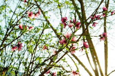 Low angle view of pink flowers blooming on tree