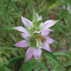 Close-up of purple flower