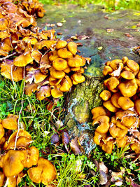 High angle view of mushrooms growing on field