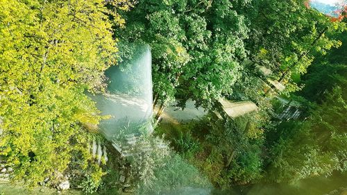 High angle view of plants growing in river