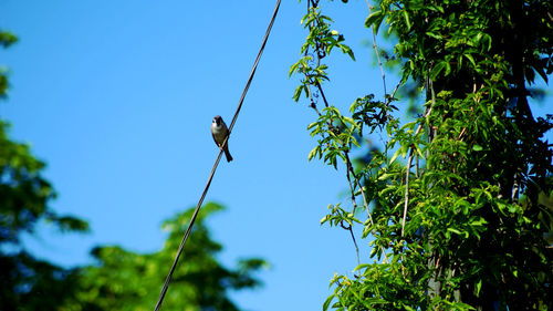 Low angle view of bird perching on tree against blue sky