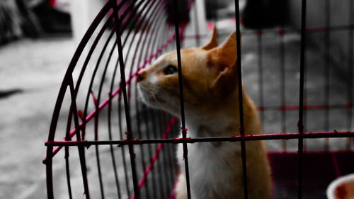 Close-up of a cat looking away