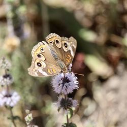 Close-up of butterfly pollinating on flower