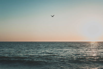 Silhouette of bird flying over water at sunset