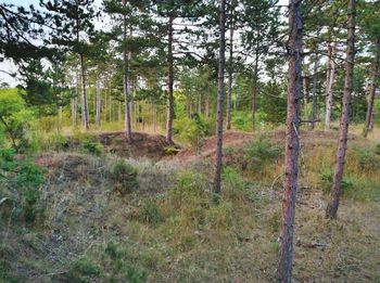 Pine trees in forest