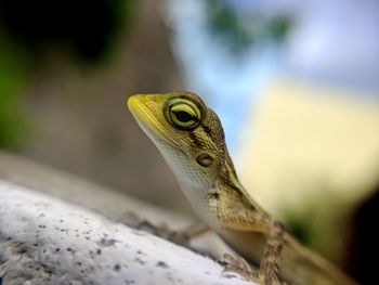 Close-up of lizard