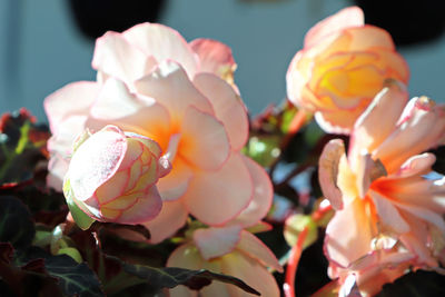 Close-up of pink roses