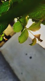 High angle view of leaves on plant