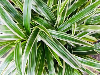 Full frame shot of fresh green plants