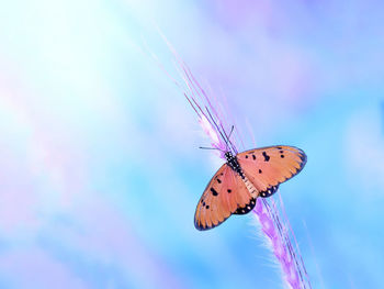 Close-up of butterfly