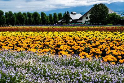Scenic view of flowering plants on field against sky